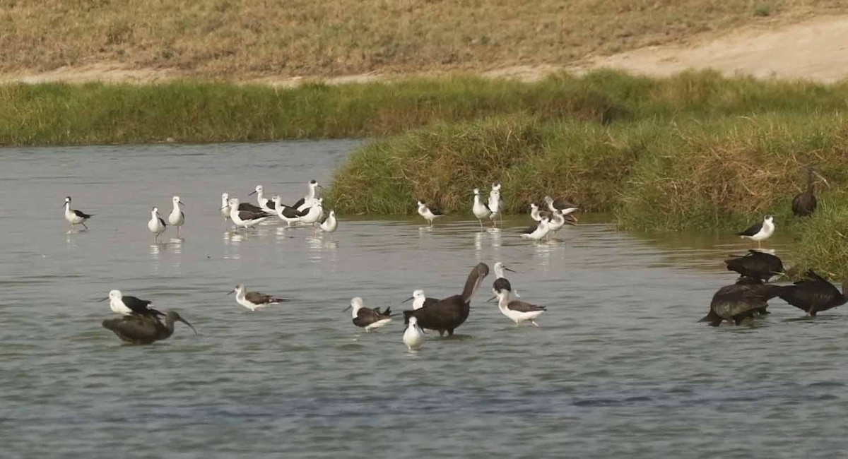 Ходулочник - ML646831845