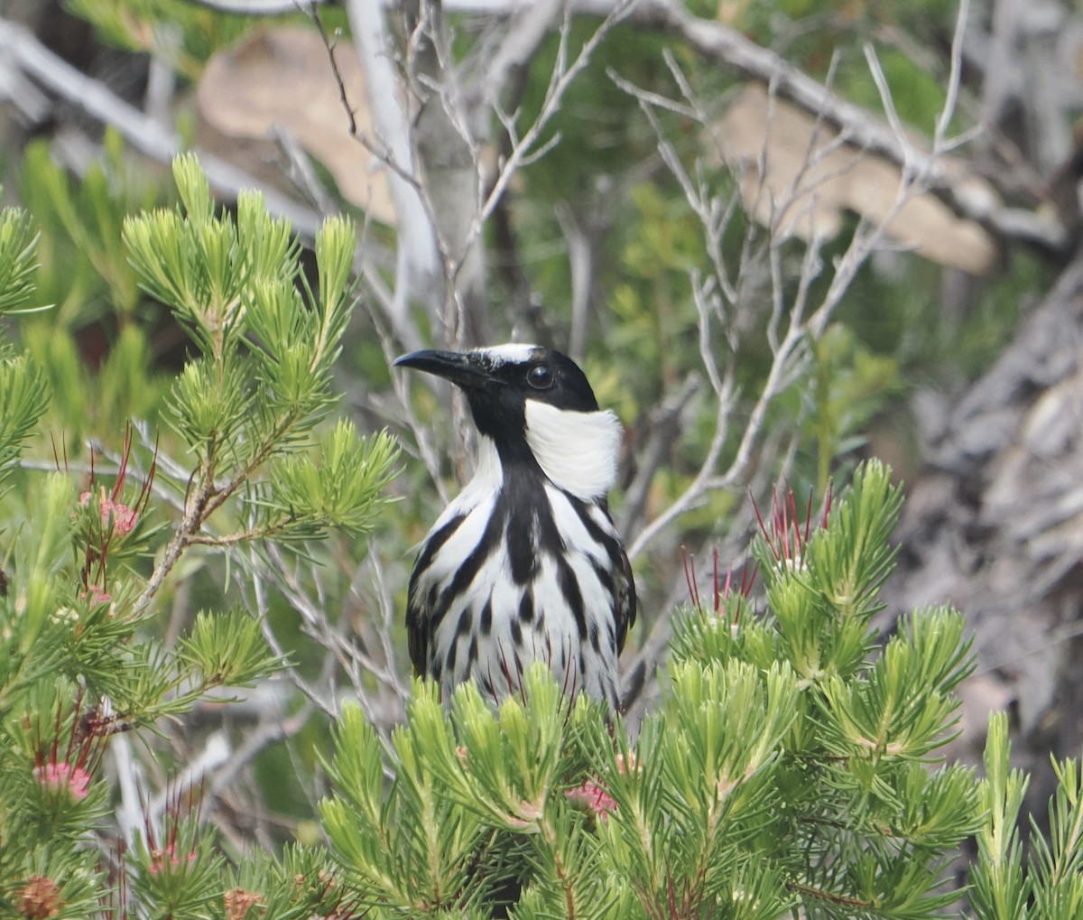 ホオジロキバネミツスイ - ML646831846