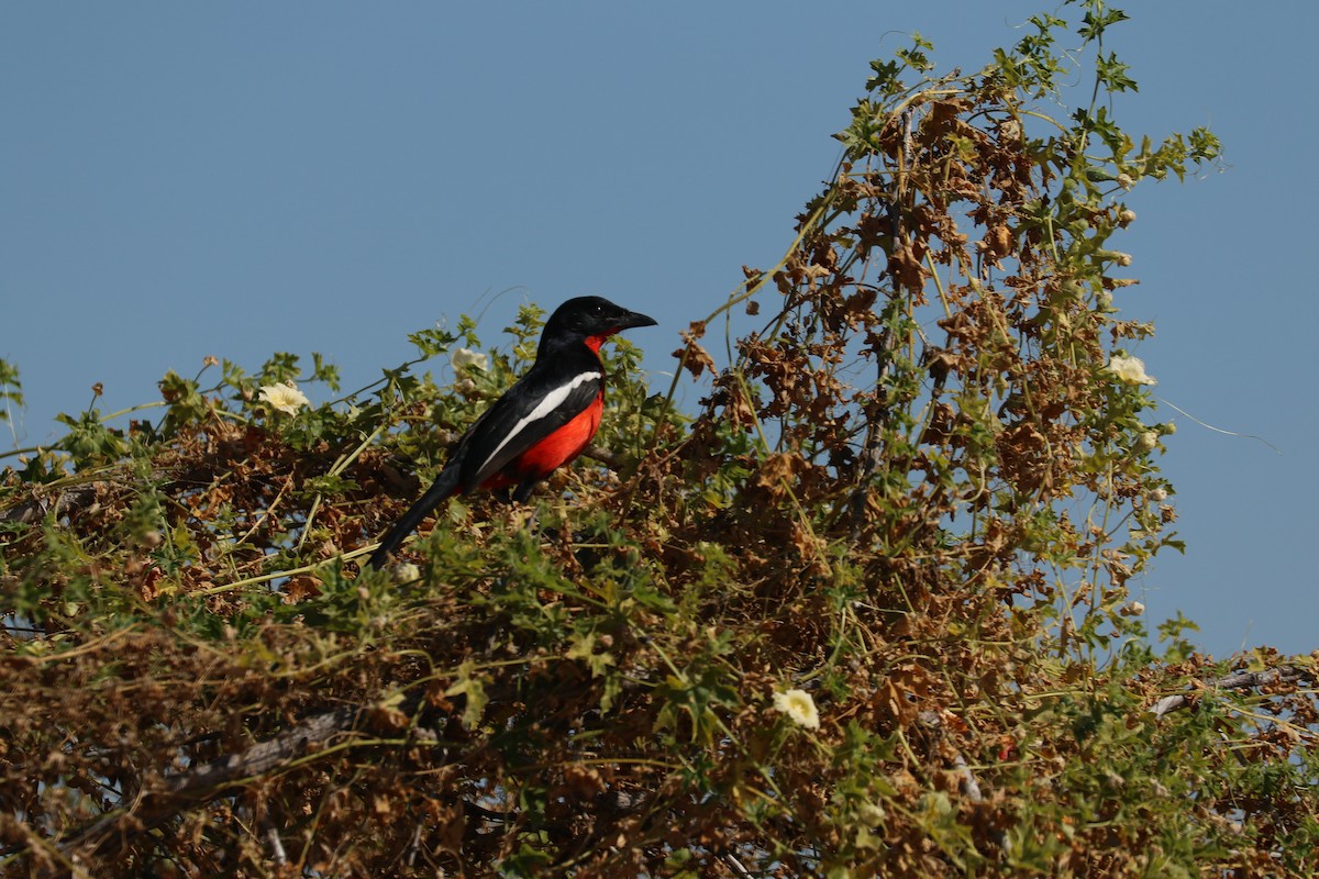 Crimson-breasted Gonolek - ML646831849