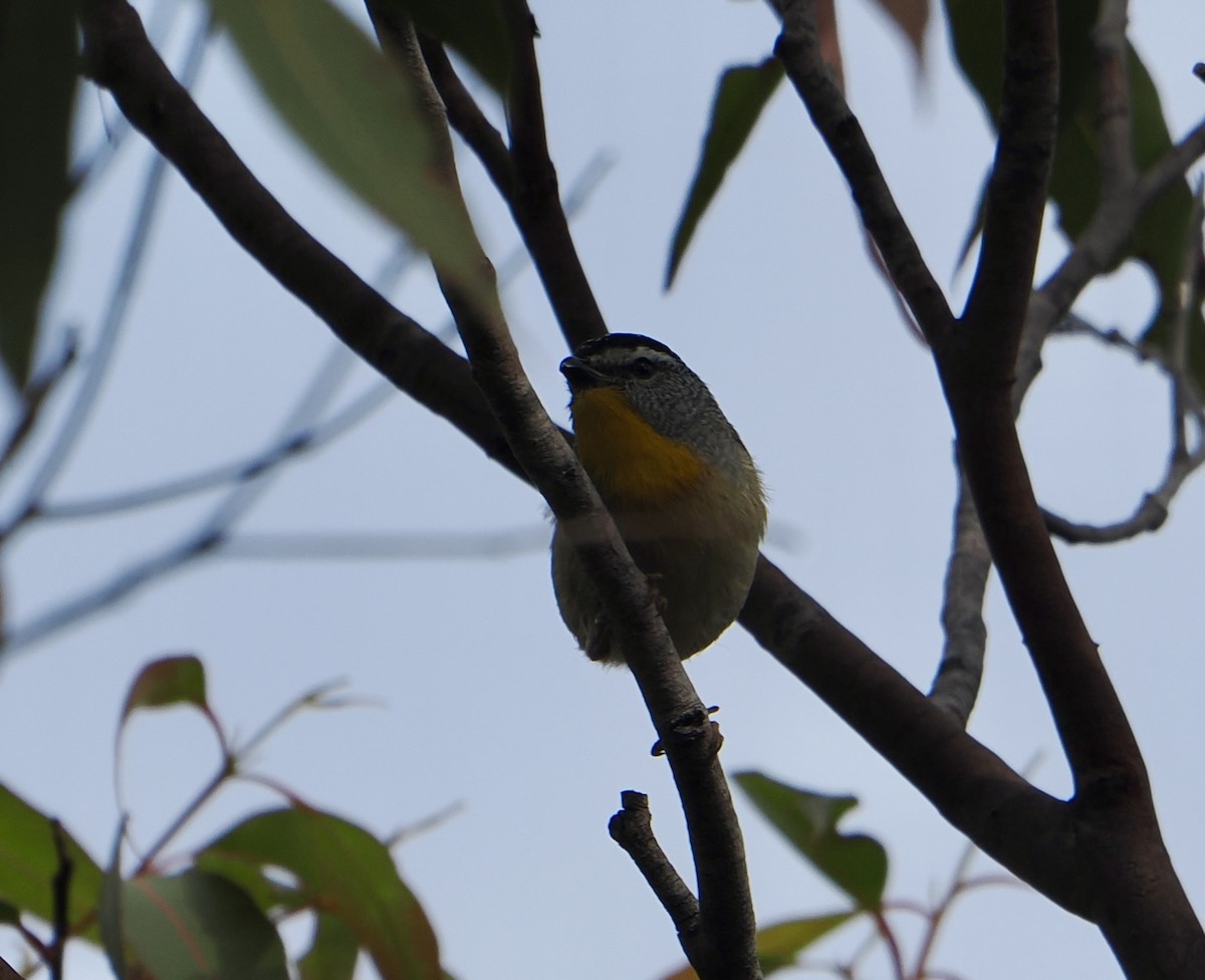 ホウセキドリ - ML646831850