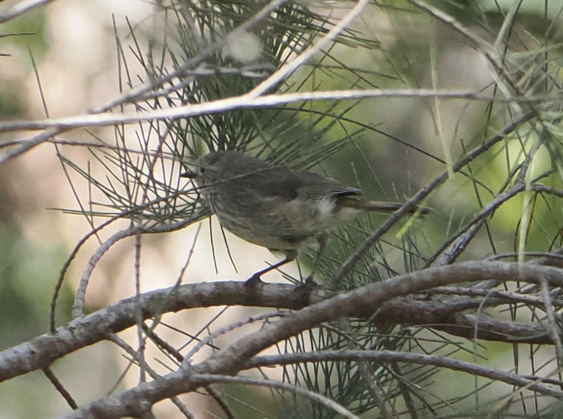 チャイロトゲハシムシクイ - ML646831851