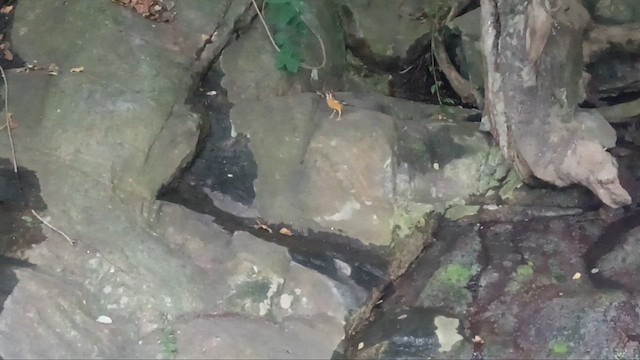 Indian Blackbird - ML646831852