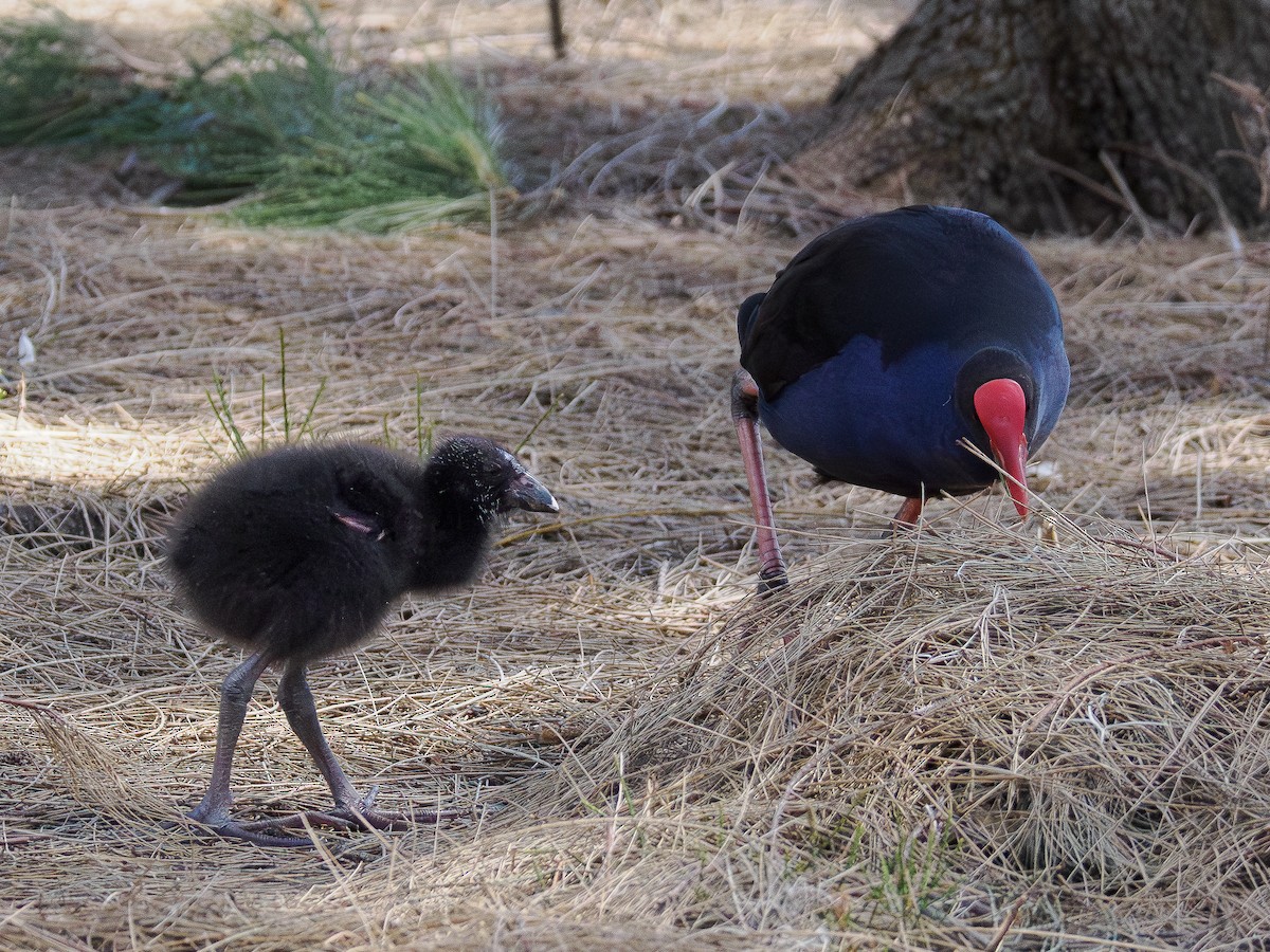 Australasian Swamphen - ML646831854