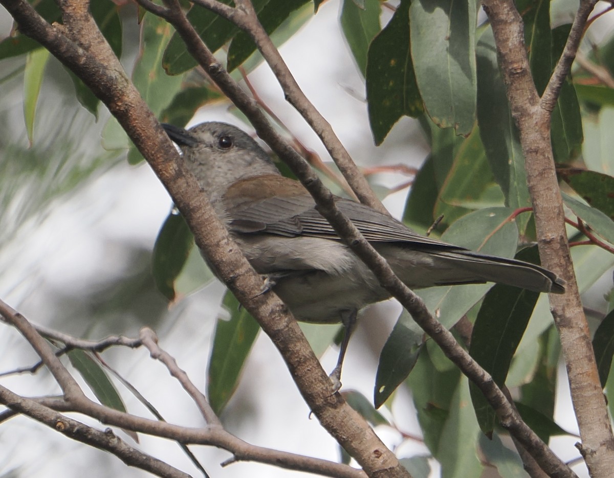 ハイイロモズツグミ - ML646831857