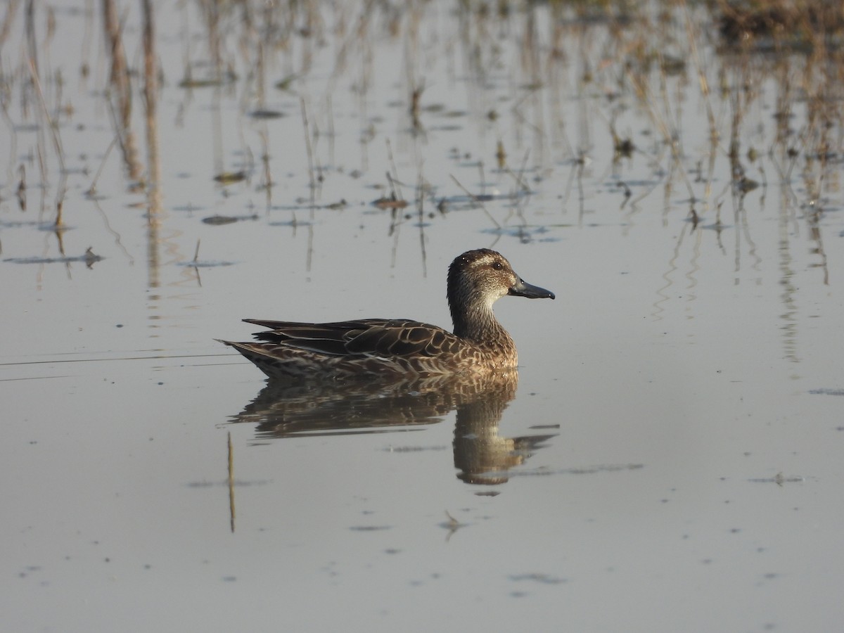 白眉鴨 - ML646831858