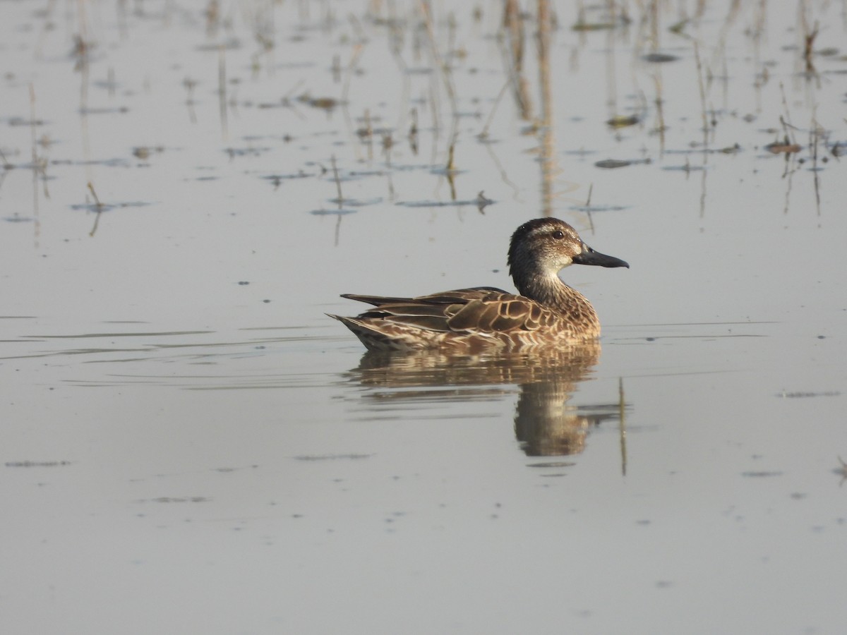 白眉鴨 - ML646831859