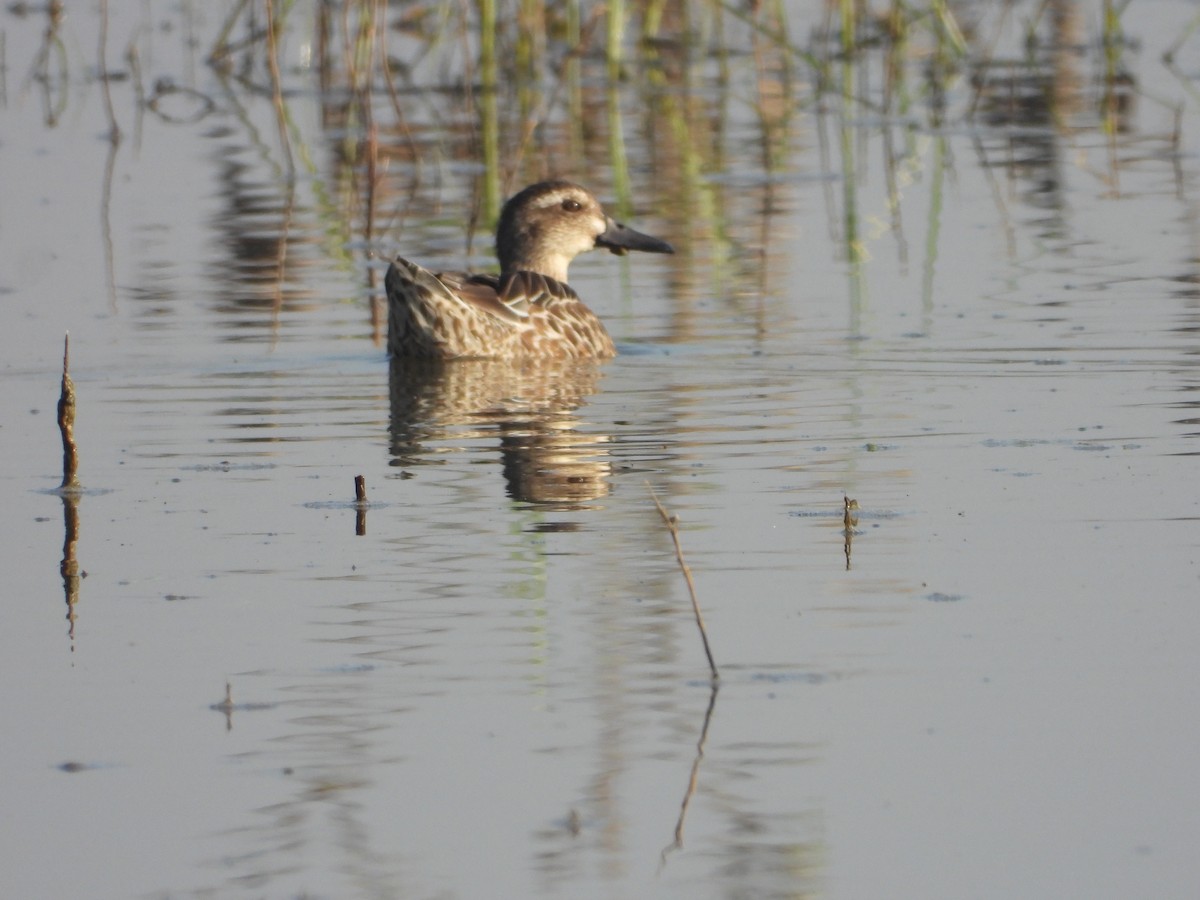 白眉鴨 - ML646831860