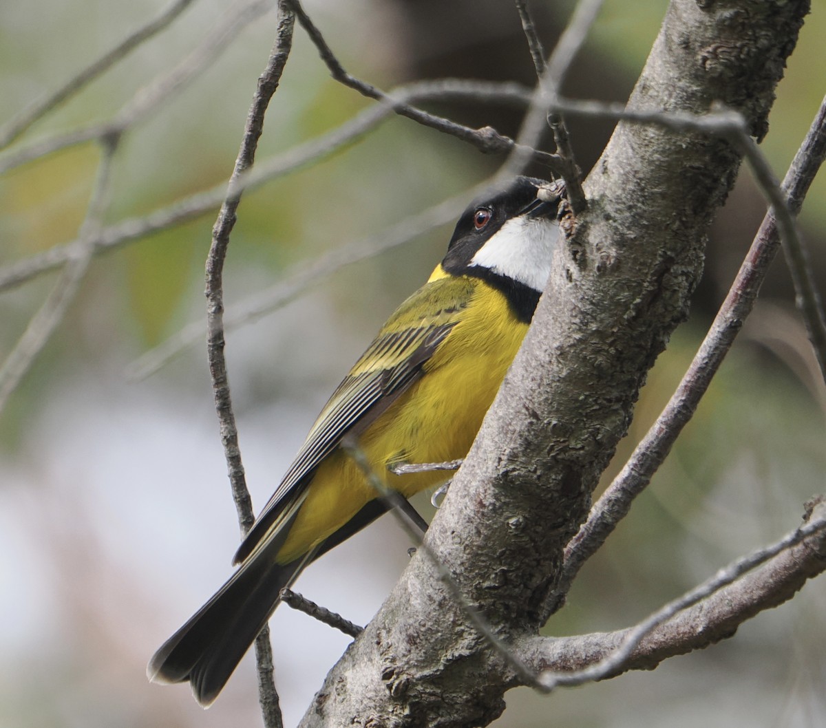Golden Whistler - ML646831861