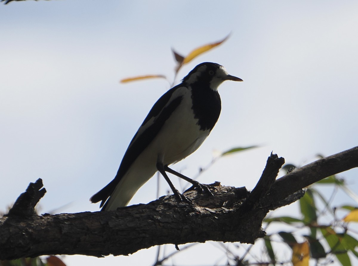 Magpie-lark - ML646831863