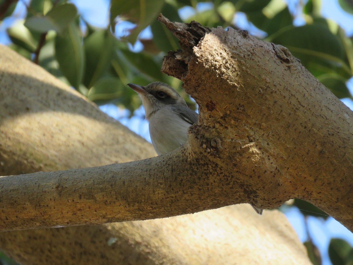 Common Woodshrike - ML646831864