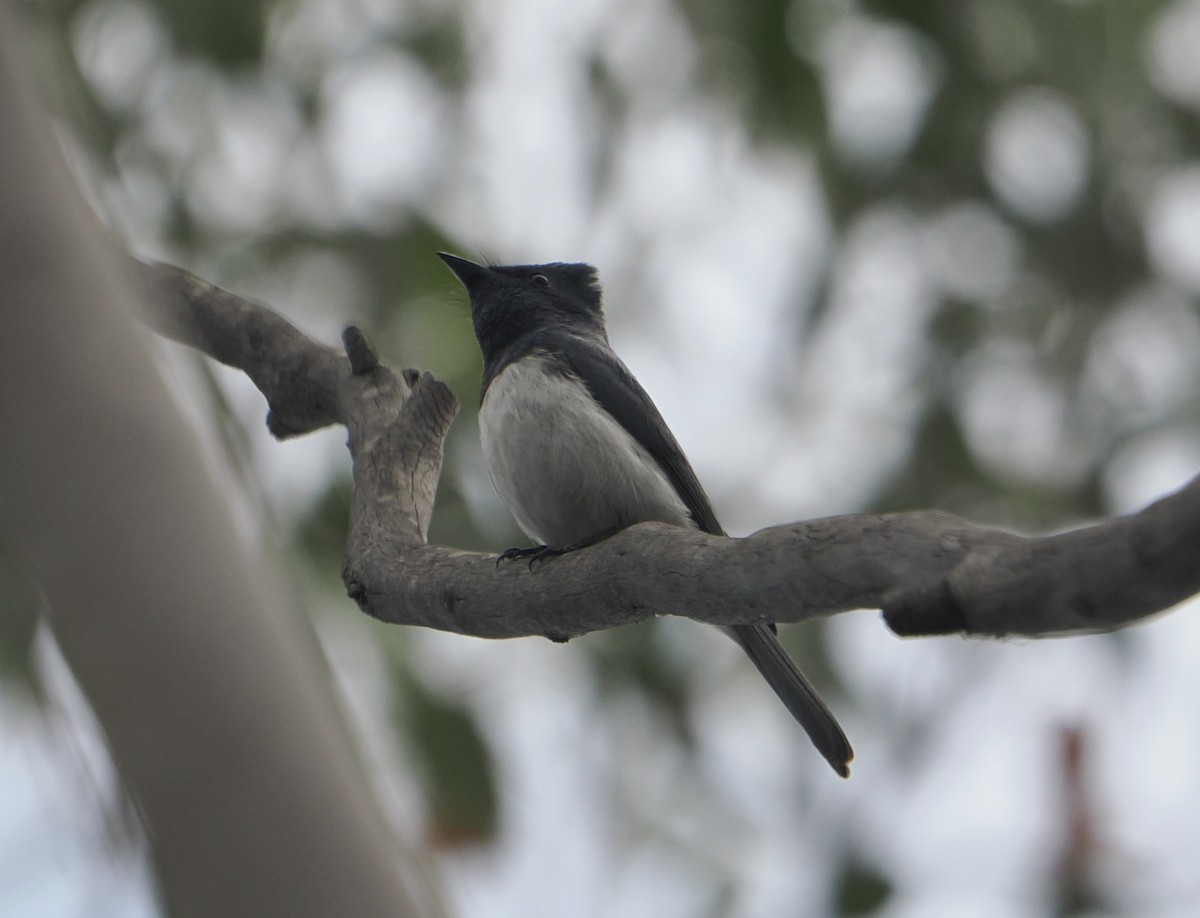 Leaden Flycatcher - ML646831865