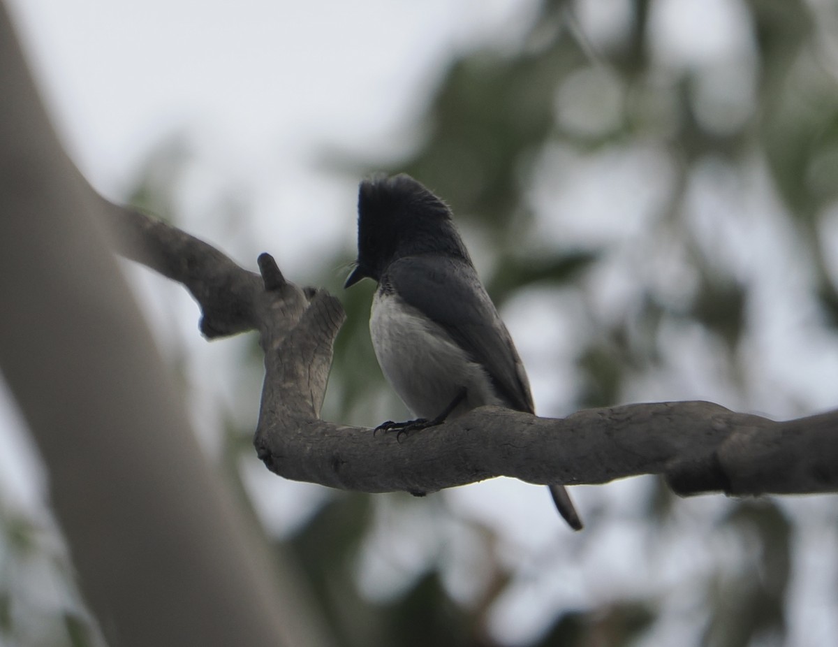 Leaden Flycatcher - ML646831866