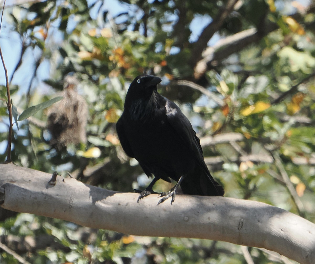 Australian Raven - ML646831867