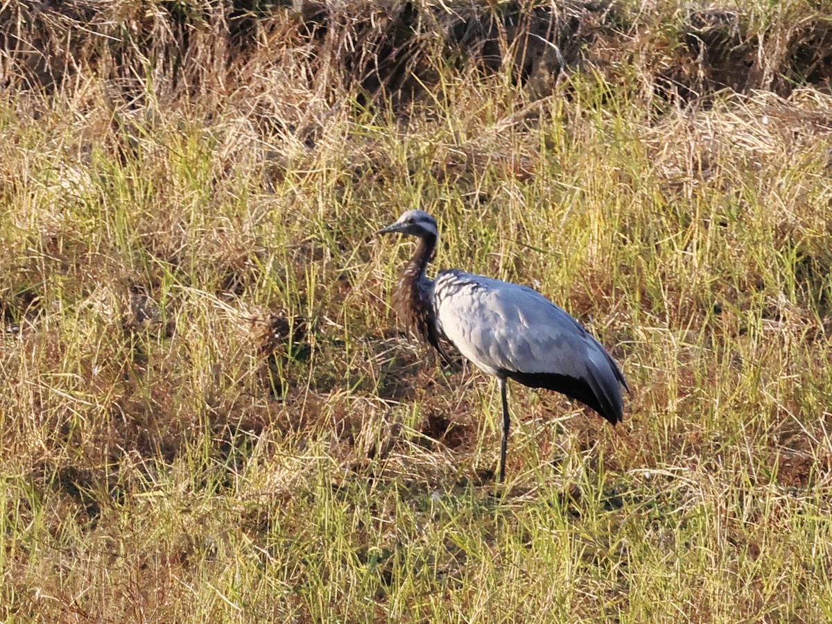 jeřáb panenský - ML646831868