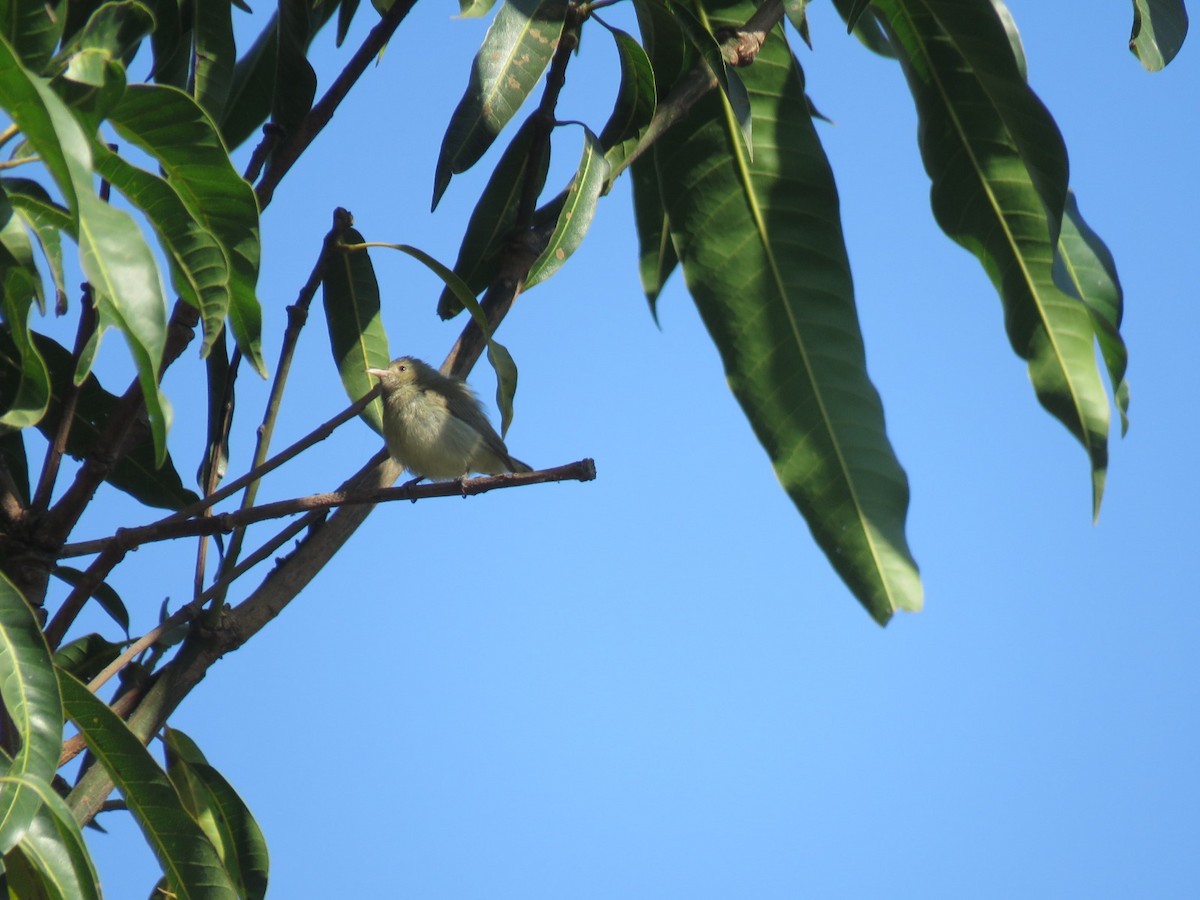 Pale-billed Flowerpecker - ML646831869