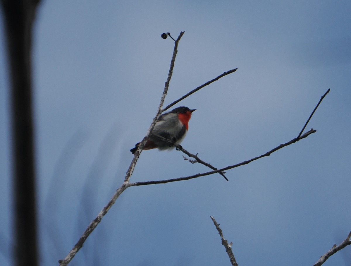 Mistletoebird - ML646831870
