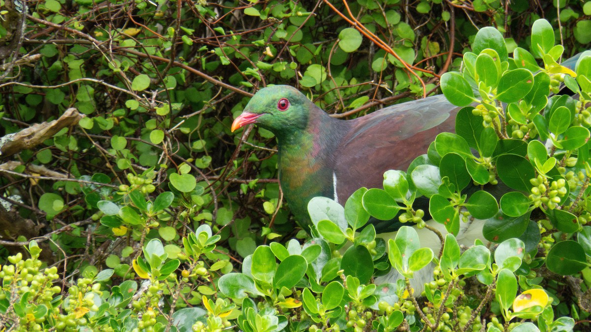 New Zealand Pigeon - ML646831871
