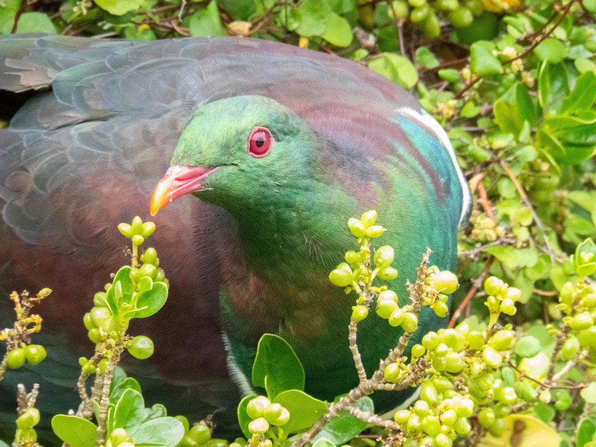 New Zealand Pigeon - ML646831872