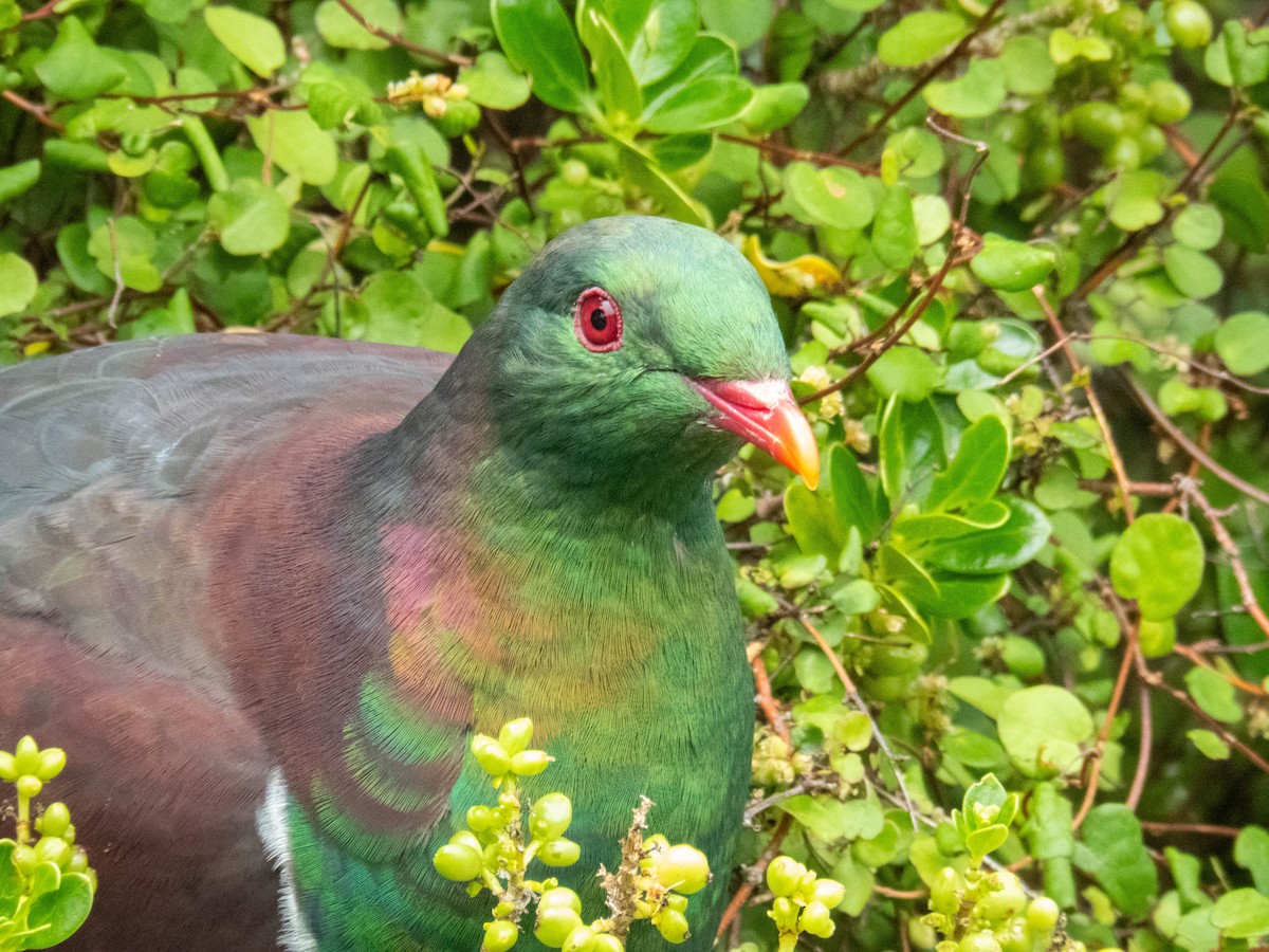 New Zealand Pigeon - ML646831873