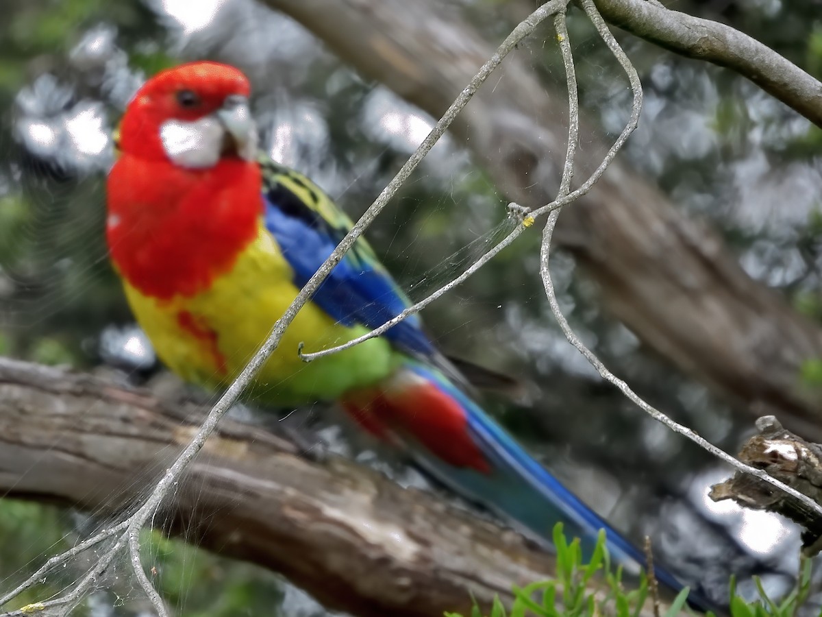 Perruche omnicolore - ML646831874