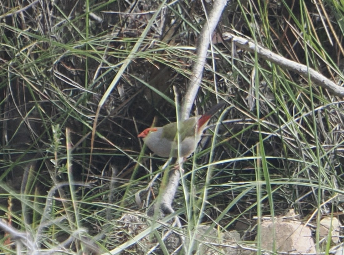 Red-browed Firetail - ML646831875