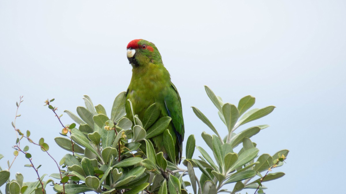 Red-crowned Parakeet - ML646831876