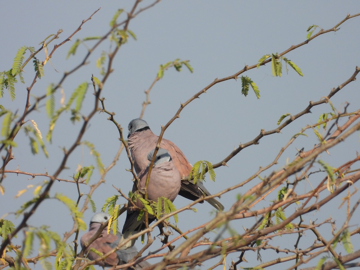 Red Collared-Dove - ML646831877