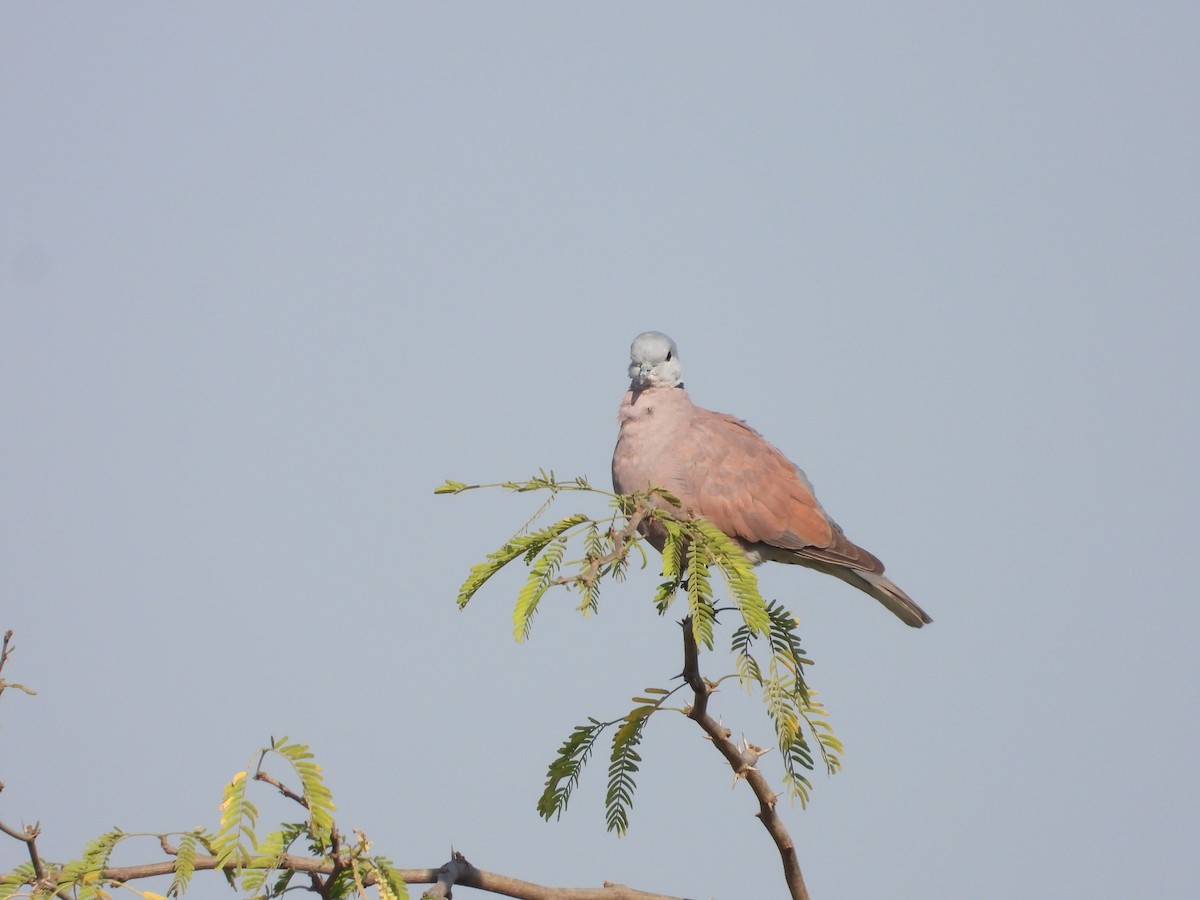 Red Collared-Dove - ML646831878
