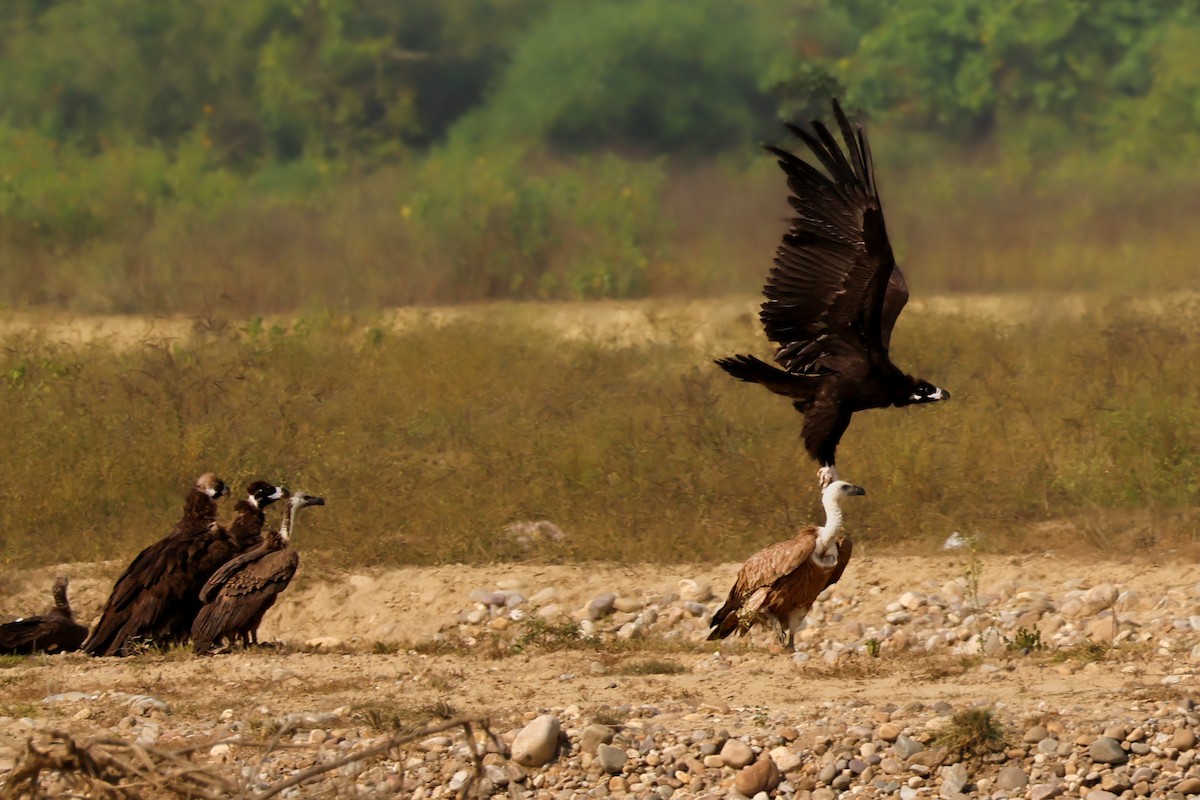 Mönchsgeier - ML646831879