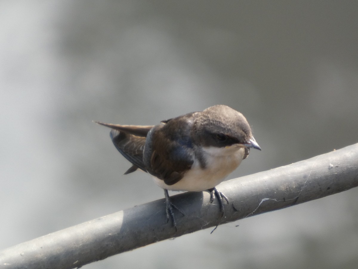 Wire-tailed Swallow - ML646831880