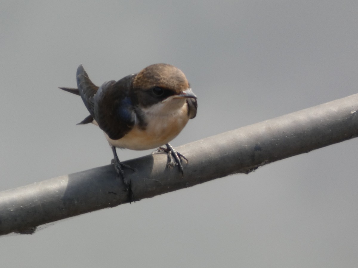 Wire-tailed Swallow - ML646831881