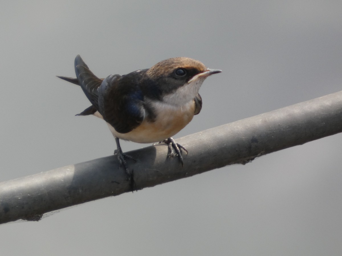Wire-tailed Swallow - ML646831882