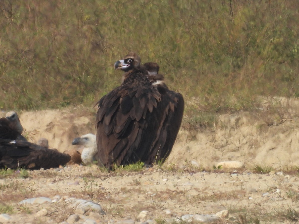 Mönchsgeier - ML646831883