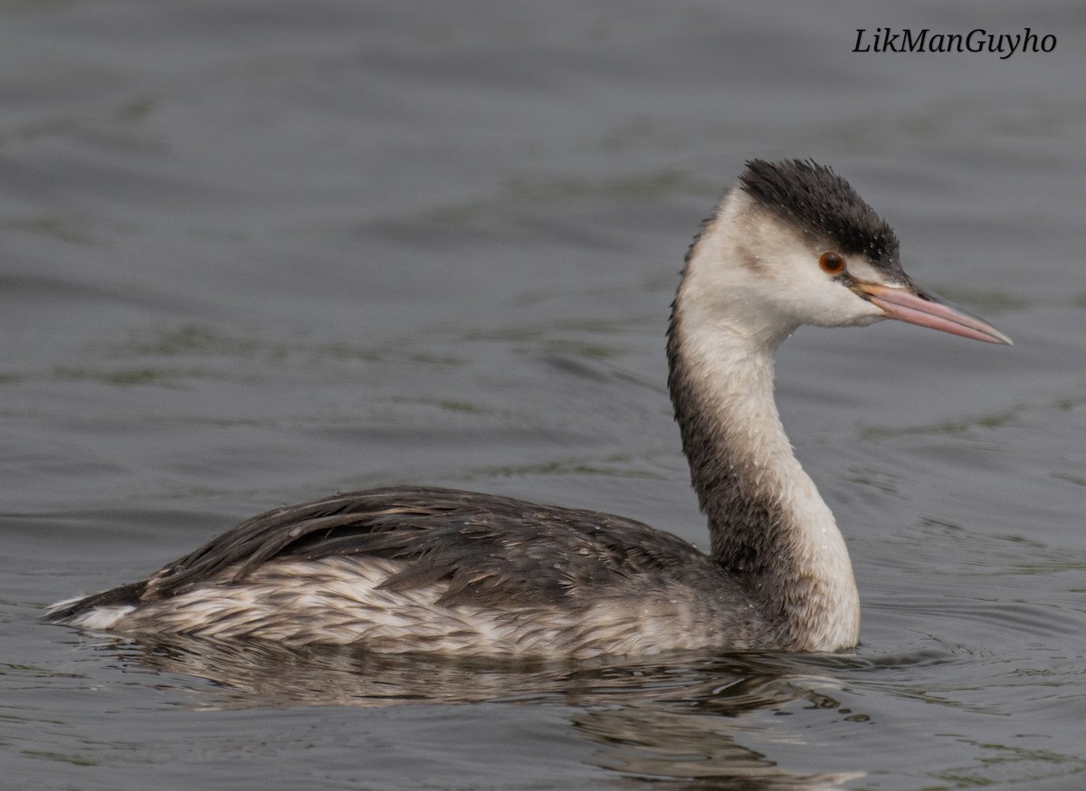 Great Crested Grebe - ML646831884