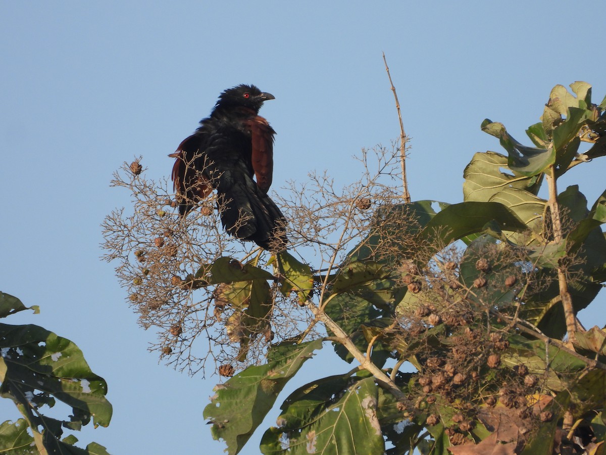 Greater Coucal - ML646831885