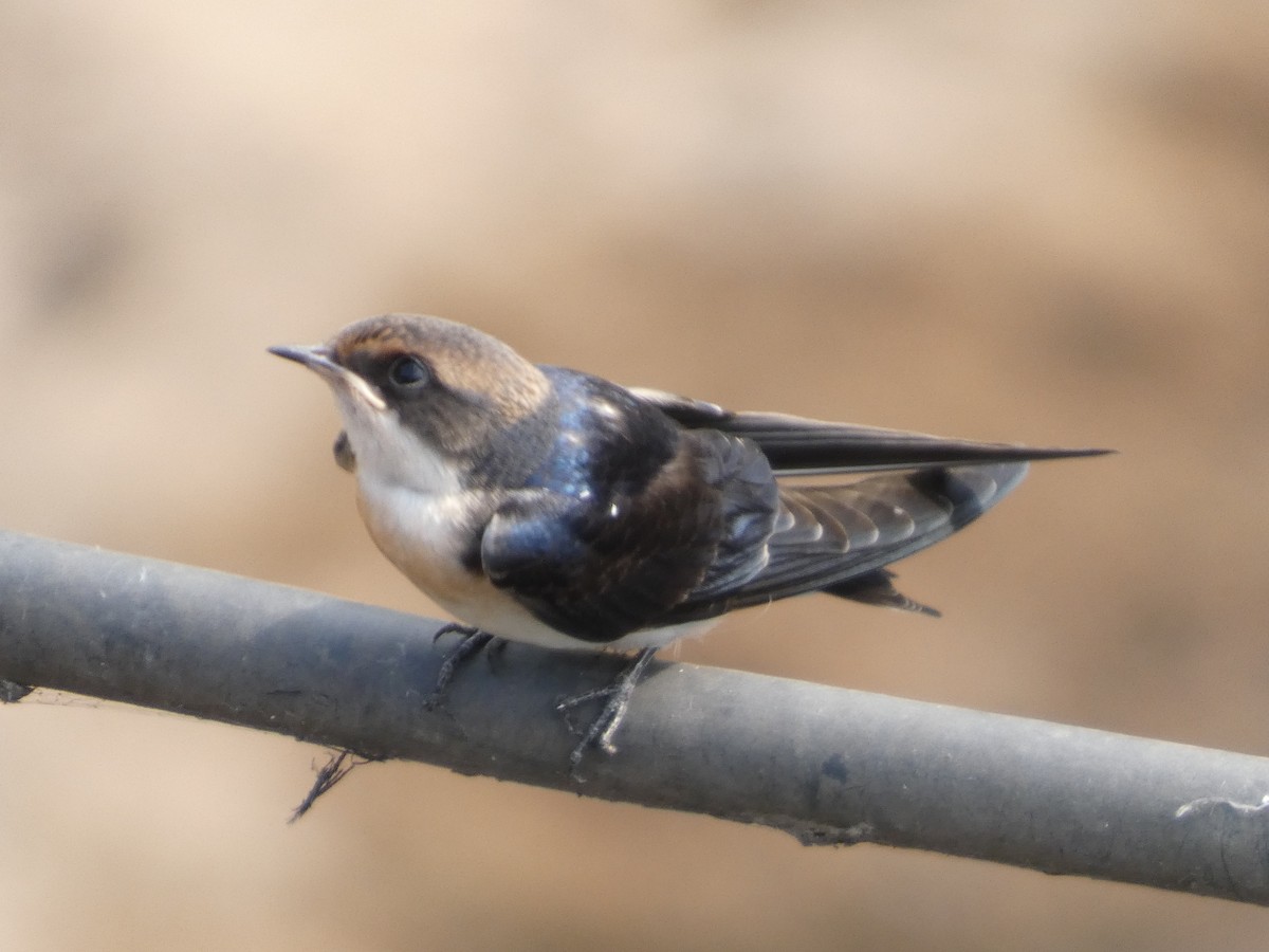 Wire-tailed Swallow - ML646831886
