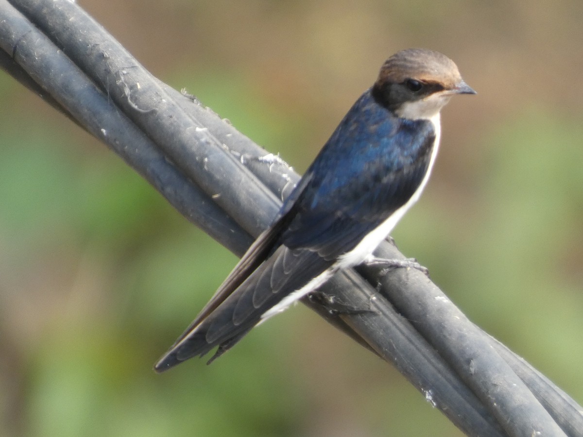 Wire-tailed Swallow - ML646831887