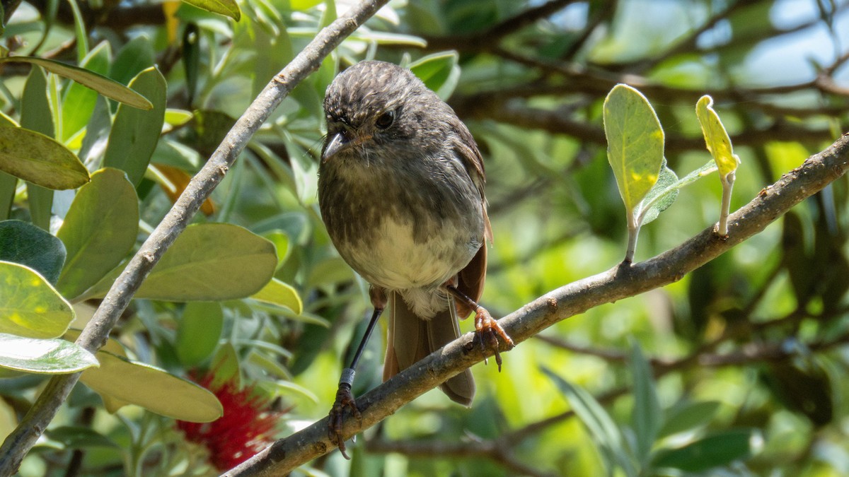 North Island Robin - ML646831888