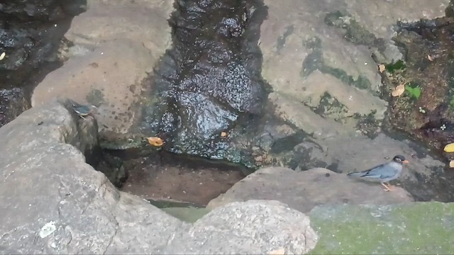 Indian Blue Robin - ML646831889