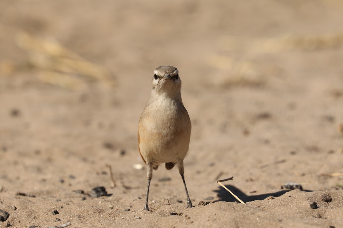 Kalahari Scrub-Robin - ML646831891
