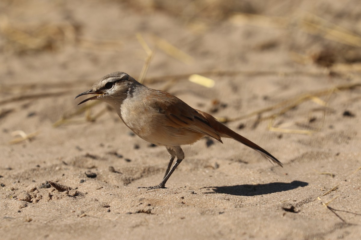 Kalahari Scrub-Robin - ML646831892