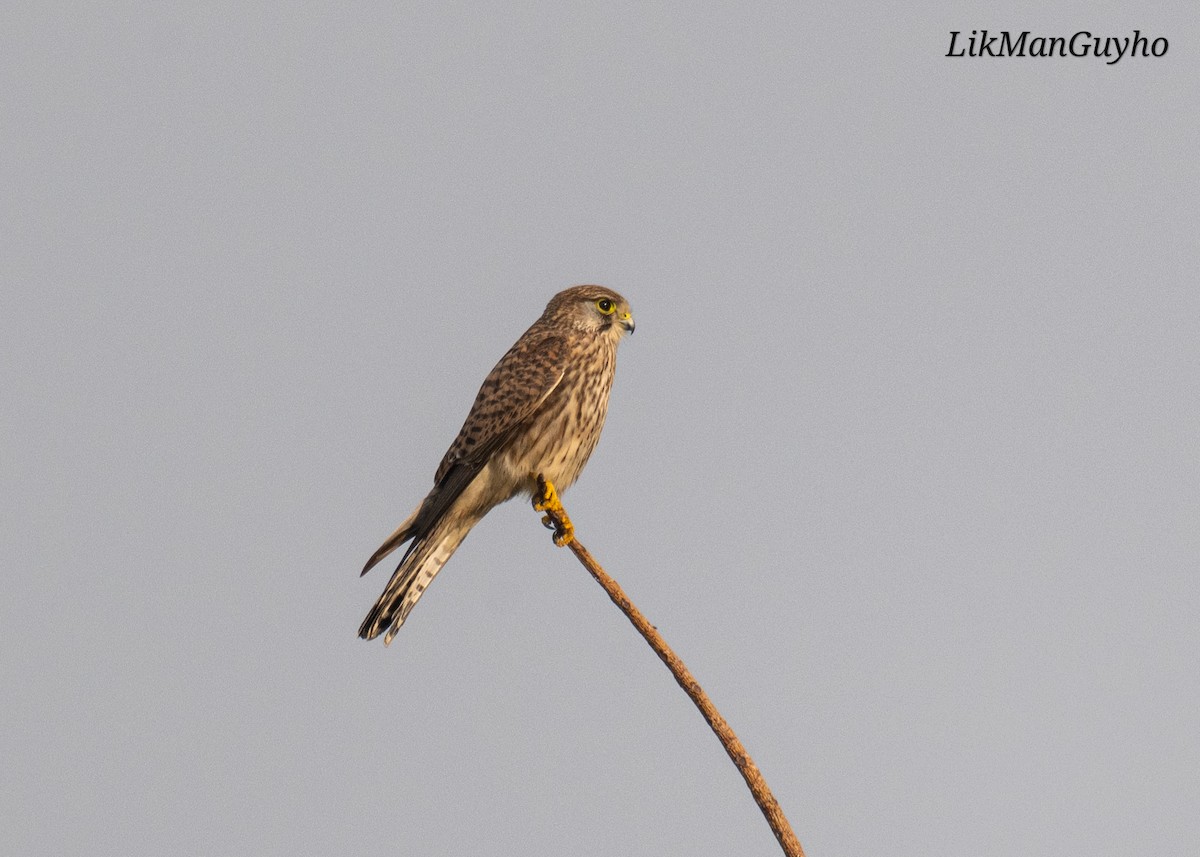 Eurasian Kestrel - ML646831893