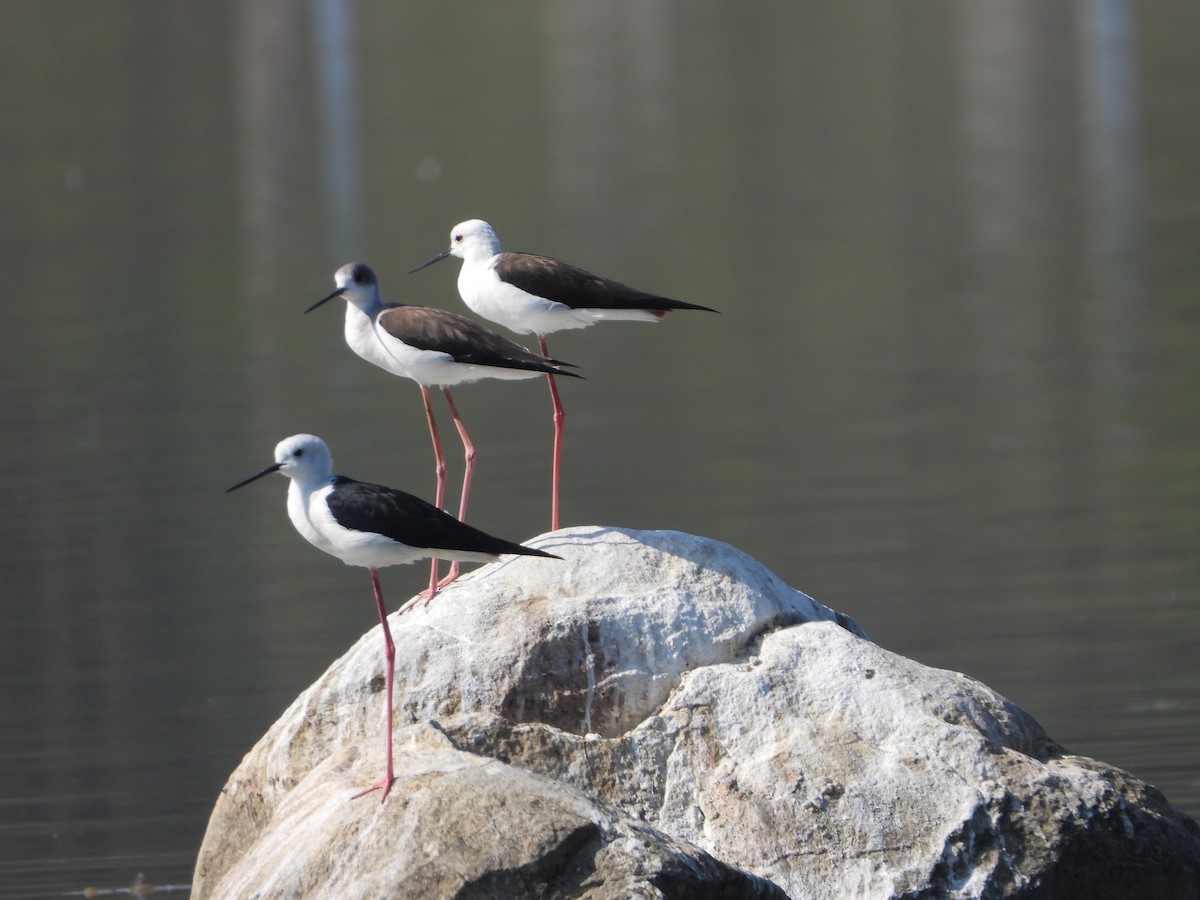 Black-winged Stilt - ML646831894