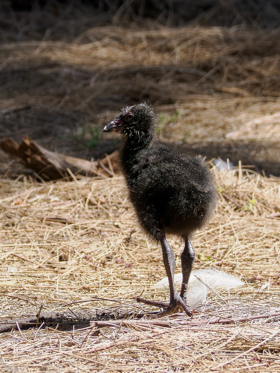 Australasian Swamphen - ML646831902