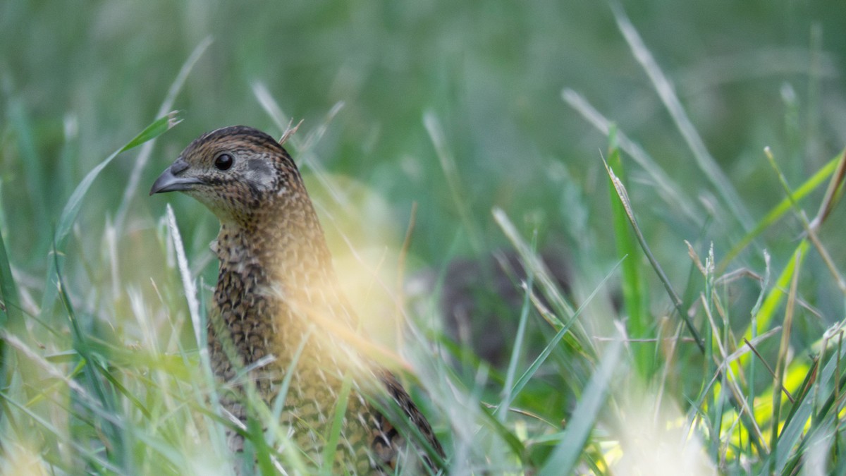 Перепілка бура - ML646831903