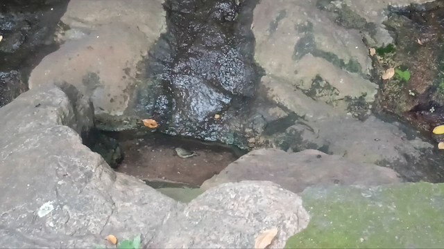 Indian Blue Robin - ML646831906