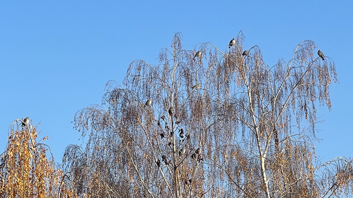 Paloma Torcaz - ML646831913