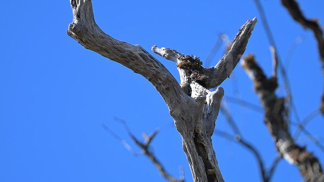 Stripe-breasted Woodpecker - ML646831914