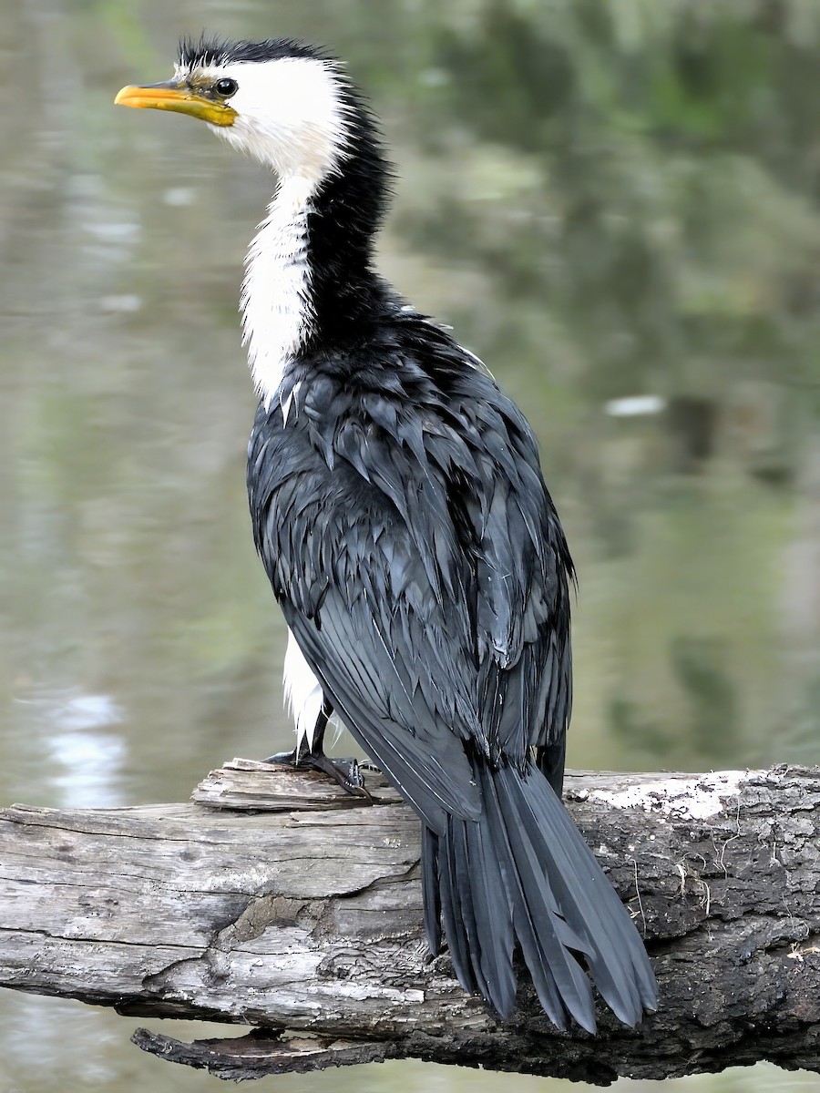 Cormoran pie - ML646831915