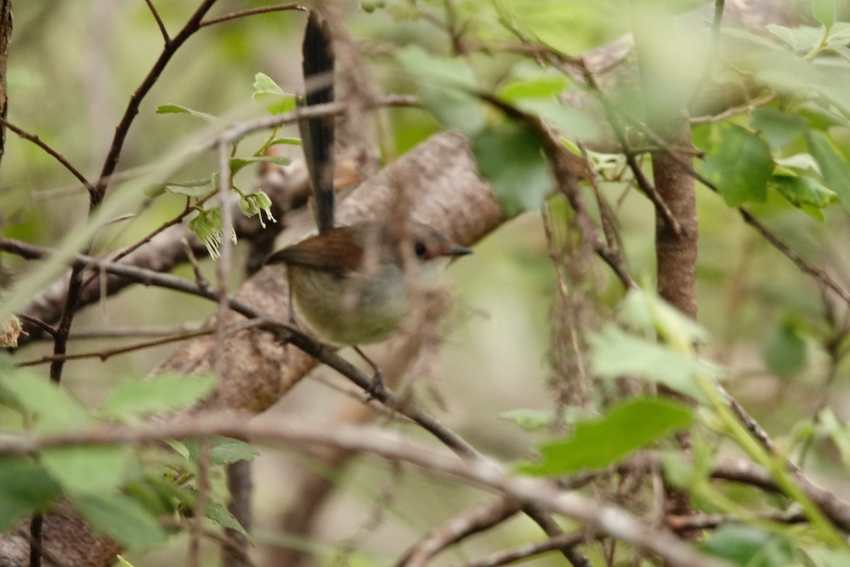Red-winged Fairywren - ML646831916